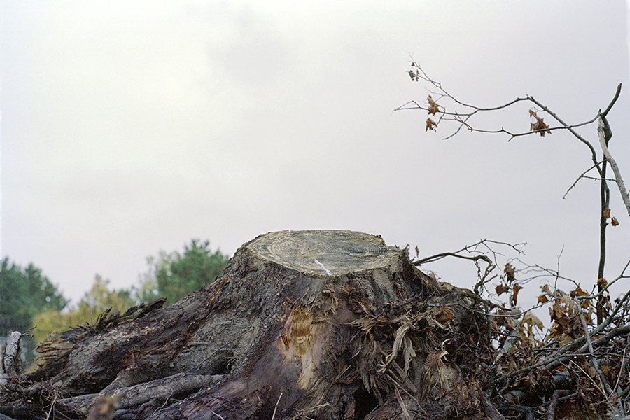30" x 20" Digital Chromogenic Print. Severed tree truck stump, grey sky, green trees, color photograph