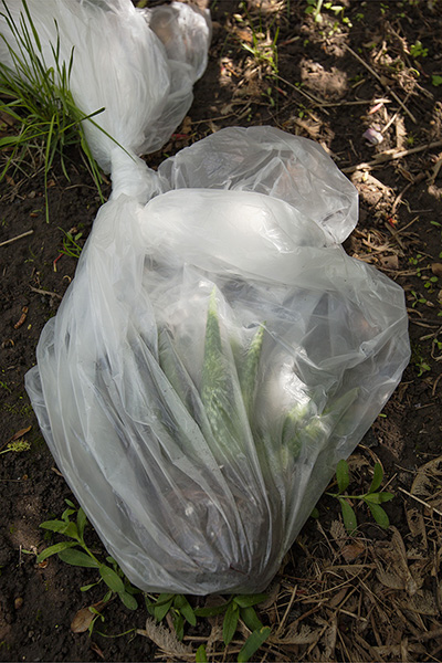 20" x 30" Archival Inkjet Print. Color photograph. Aloe plant in clear garbage bag. Outdoors. Dirt. Grass.