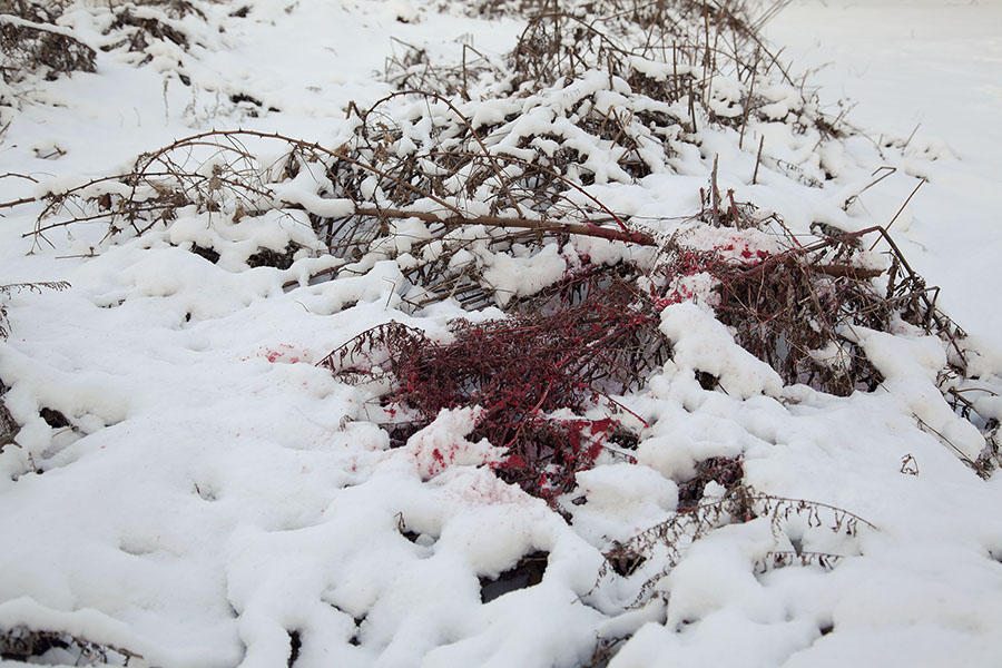 30" x 20" Archival Inkjet Print. Color photograph. White snow, red pain, thorns, brambles