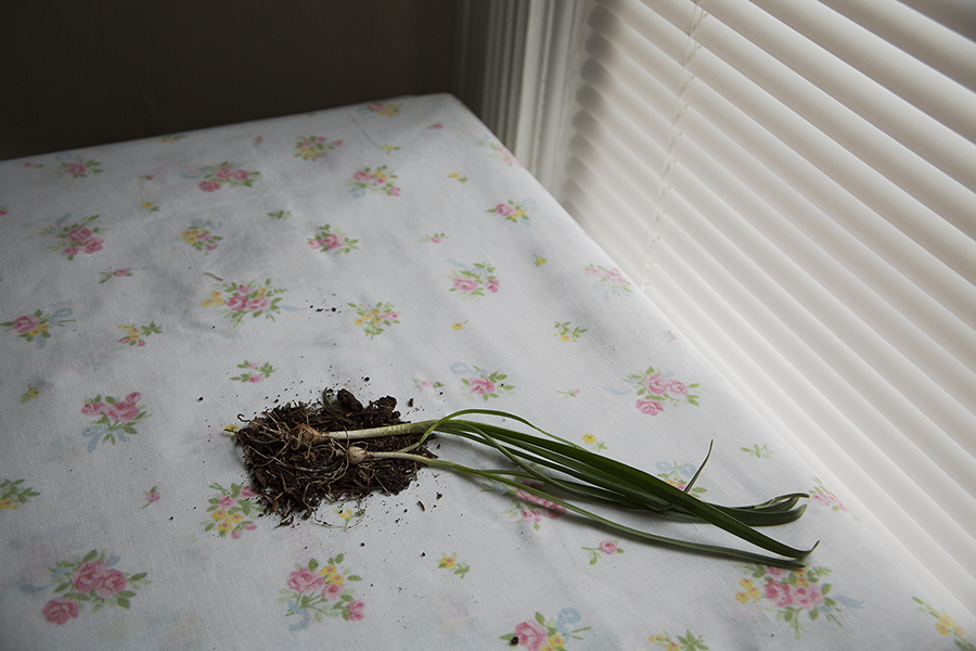 30" x 20" Archival inkjet print. Plant bulb and dirt on the corner of a table, flowered table cloth, window, blinds. Color photograph.