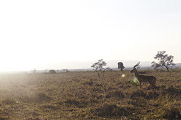 Portrait of a gazelle. Color photograph of animals in nairobi kenya africa. nairobi national park. Safari. lens flare. light. profile.